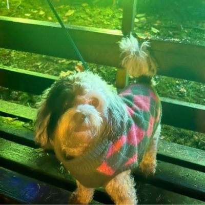 Dog Friendly Nights Land of Lights
