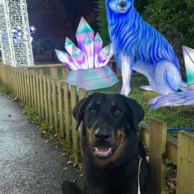 Dog Friendly Nights Land of Lights