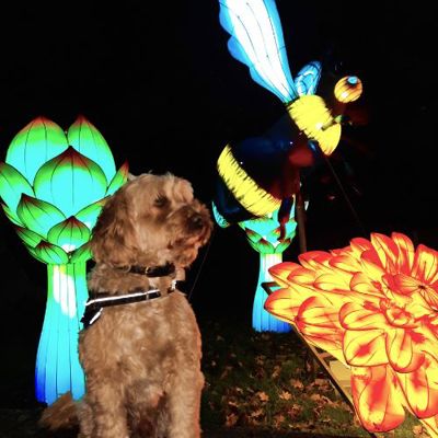 Dog Friendly Nights Land of Lights